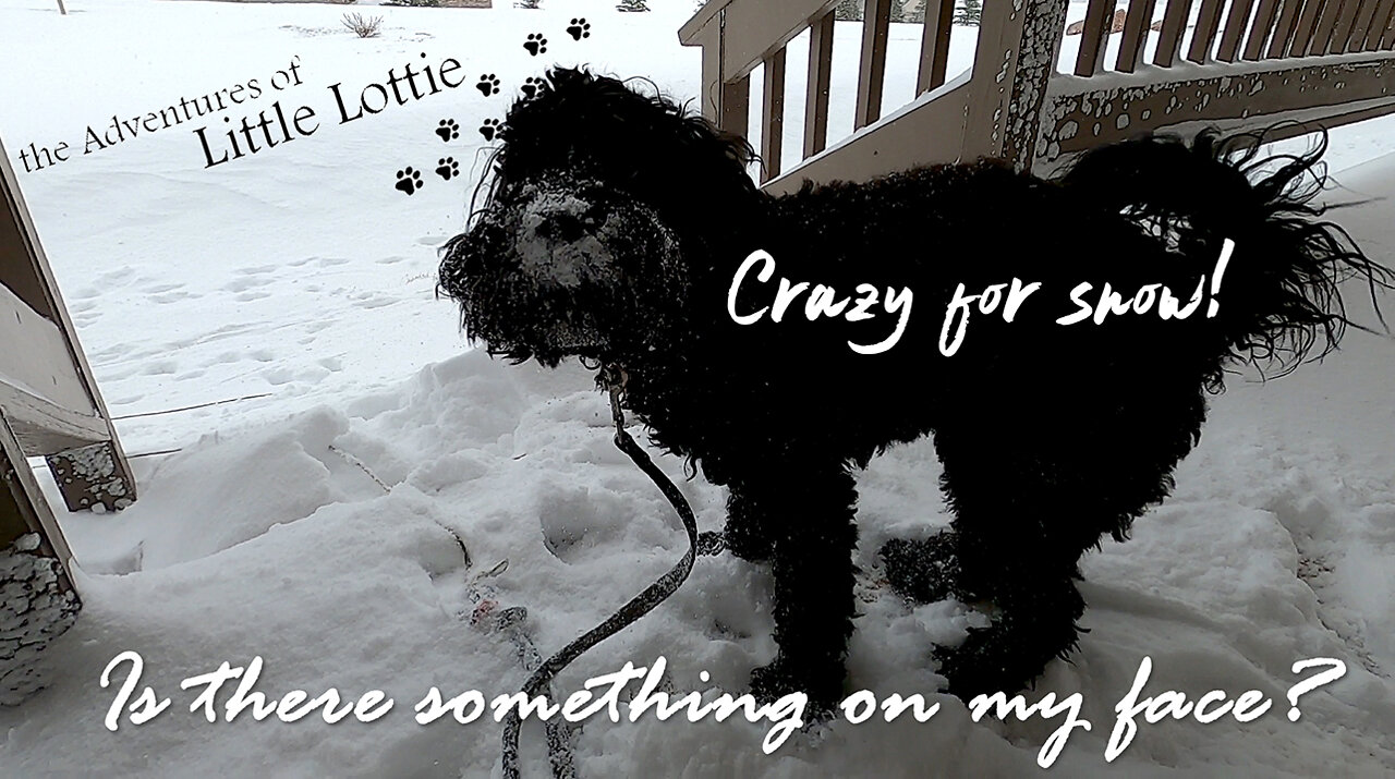 Puppy goes crazy for snow