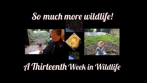 A Thirteenth Week In Wildlife - So much more wildlife!