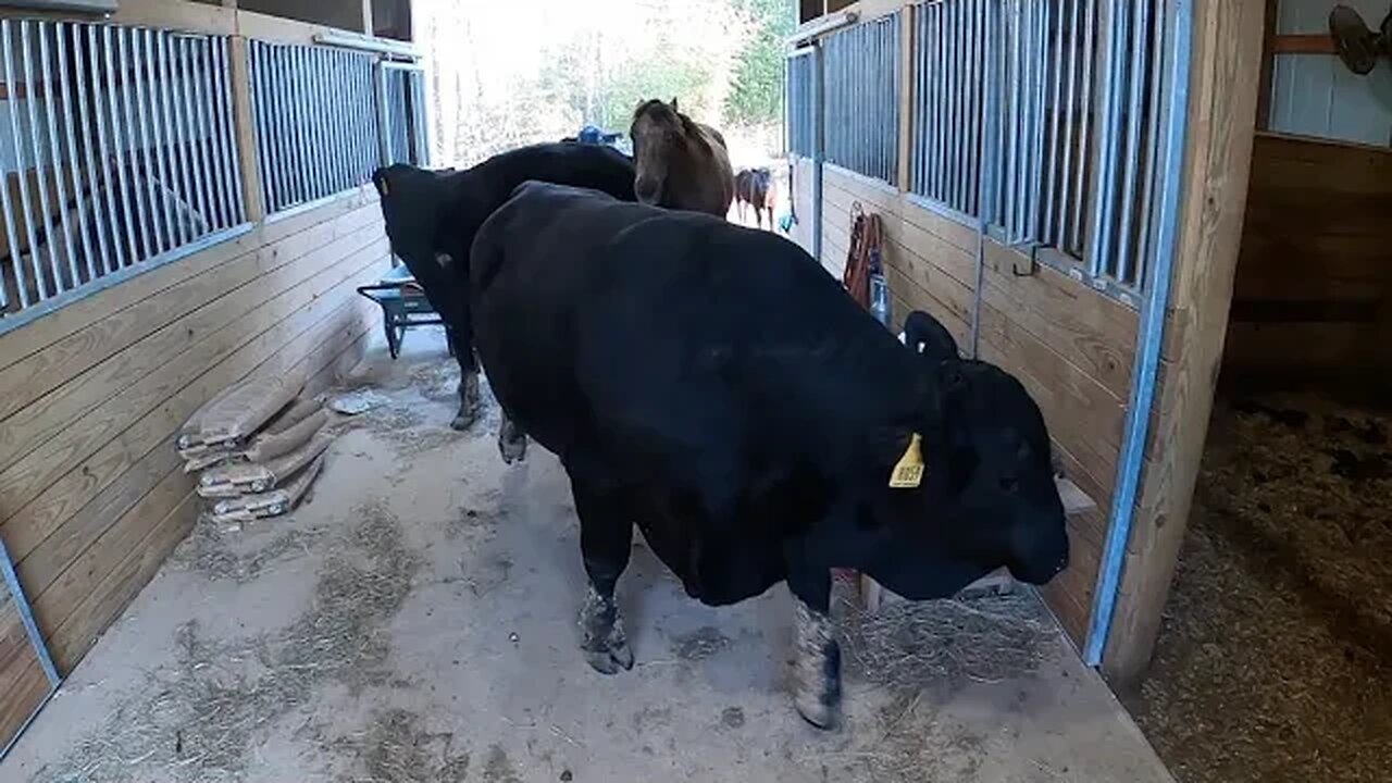 This bull identifies as a pony!