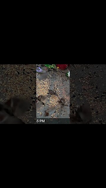 We have Lots Of Sparrows At The feeder This Year! 🐦