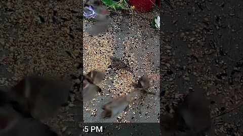 We have Lots Of Sparrows At The feeder This Year! 🐦