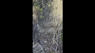 Oak Absorbing Barbwire