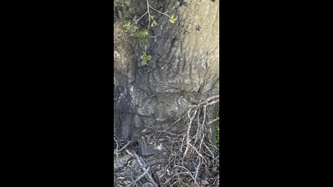 Oak Absorbing Barbwire