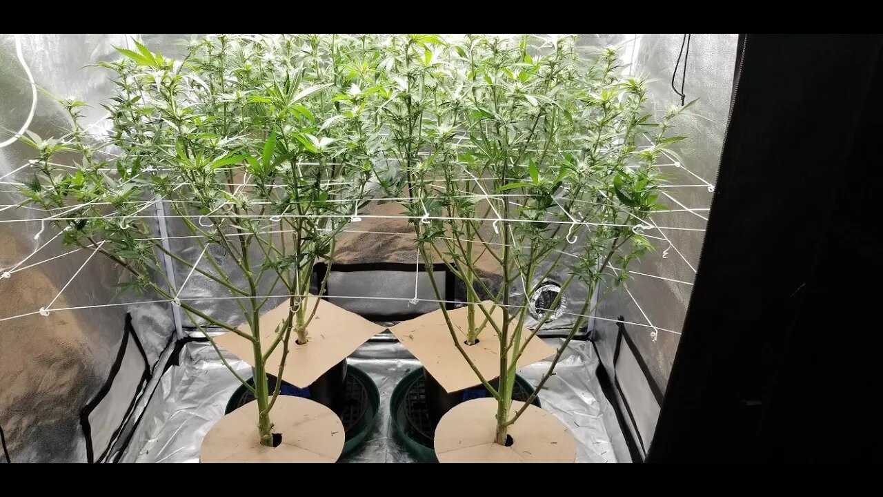 The Leroy BX75 by The BigKush "Just the Tip! Episode 6" Whoa Leroy! Day 22