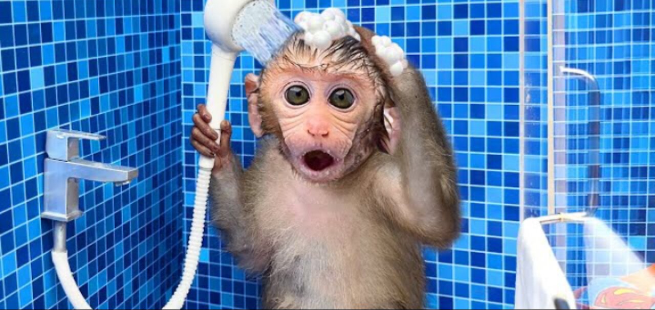 Monkey Baby Bon Bon oes to the toilet and plays with Ducklings in the swimming pool