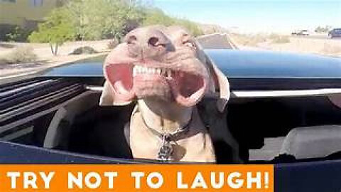 Funny Video Compilation - If You Laugh Your Evil!!