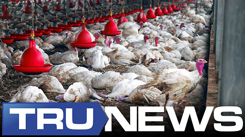 Poultry Prices to Climb in 2024 as Bird Flu Wipes Out U.S. Flocks