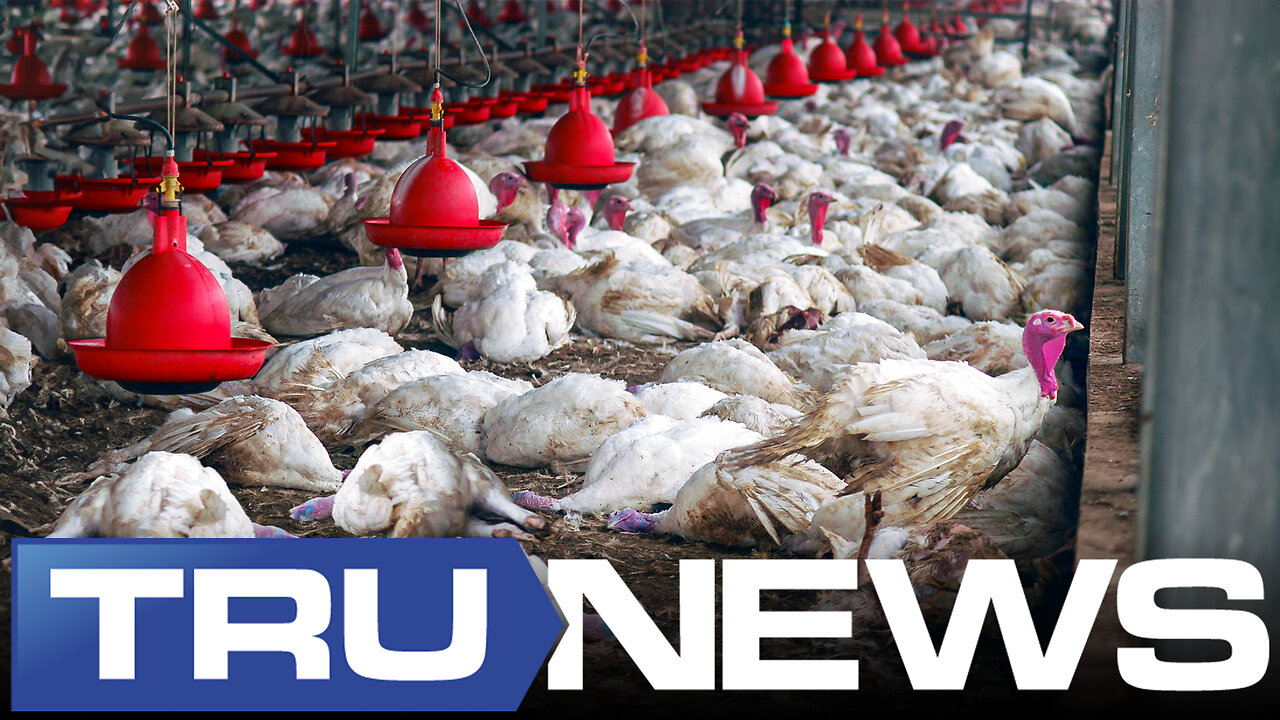 Poultry Prices to Climb in 2024 as Bird Flu Wipes Out U.S. Flocks