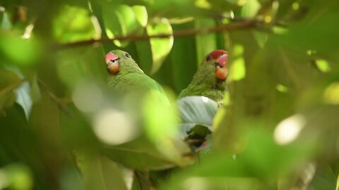 Weekends in Ethiopia ~ Episode 10 ~ 2021 ~ Birds Around My Home in Ethiopia ~ White Noise Relaxation