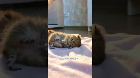 cute cat videos 😹 funny videos 😂💓🤗