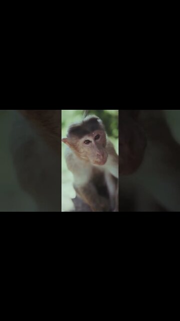 Vídeo dos animais mais fofos e engraçados do mundo, melhores vídeos cachorros e gatos #shorts