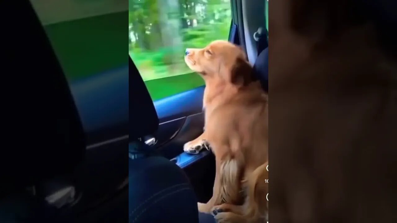 How cute 😂❤️ please get this viral | #viral | #funnydogs | #trending | #shorts
