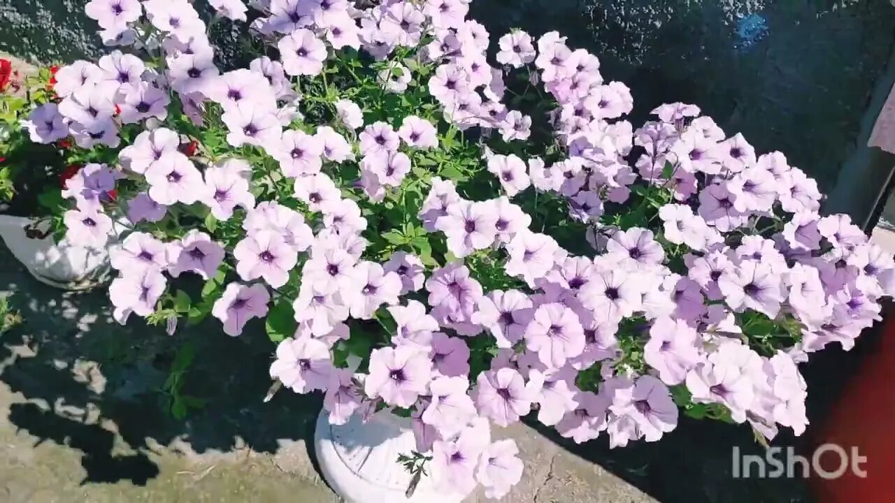 Петуния Тайдал Вейв Сильвер 03 07 22г
