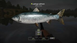 Russian Fishing 4 Volkhov River Ladogo Salmon 3.359 Kg