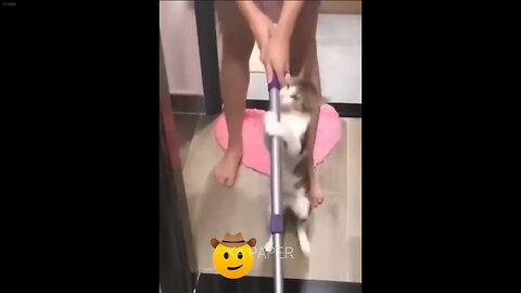 Funniest cats videos 😂😂😂