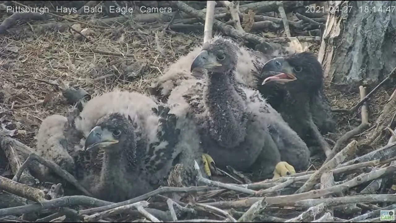 Hays Eaglets H13 H14 H15 watch flyby of parent closeup in slow motion 2021 04 27 18:14:44