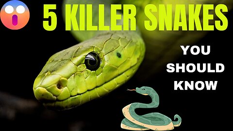 5 Killer Snakes in the world | You don't know