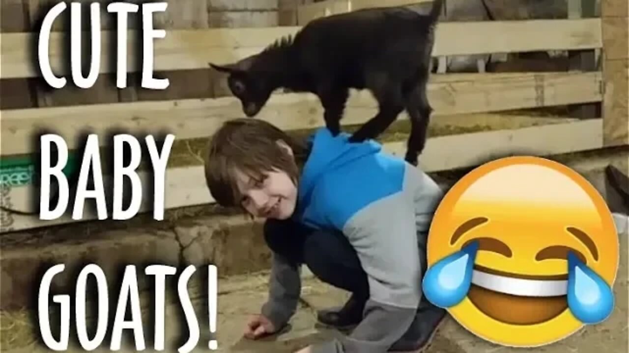 😍 GOAT FUNNY VIDEO! 😂