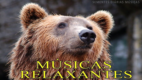 Sementes Diárias Músicas Relaxantes