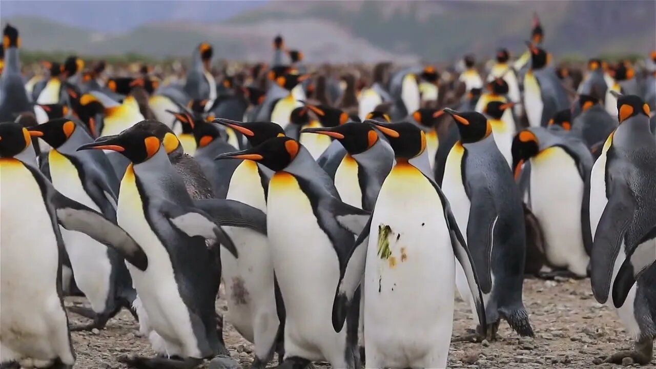 Penguin Dance