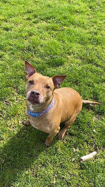 Nilah loves her sticks as well 🐶💓🦴