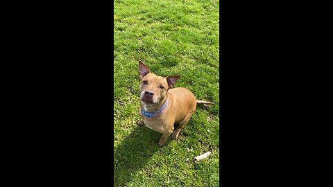 Nilah loves her sticks as well 🐶💓🦴