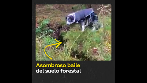 ¿Bosque o alfombra? Suelo forestal se mueve como si nada por una tormenta