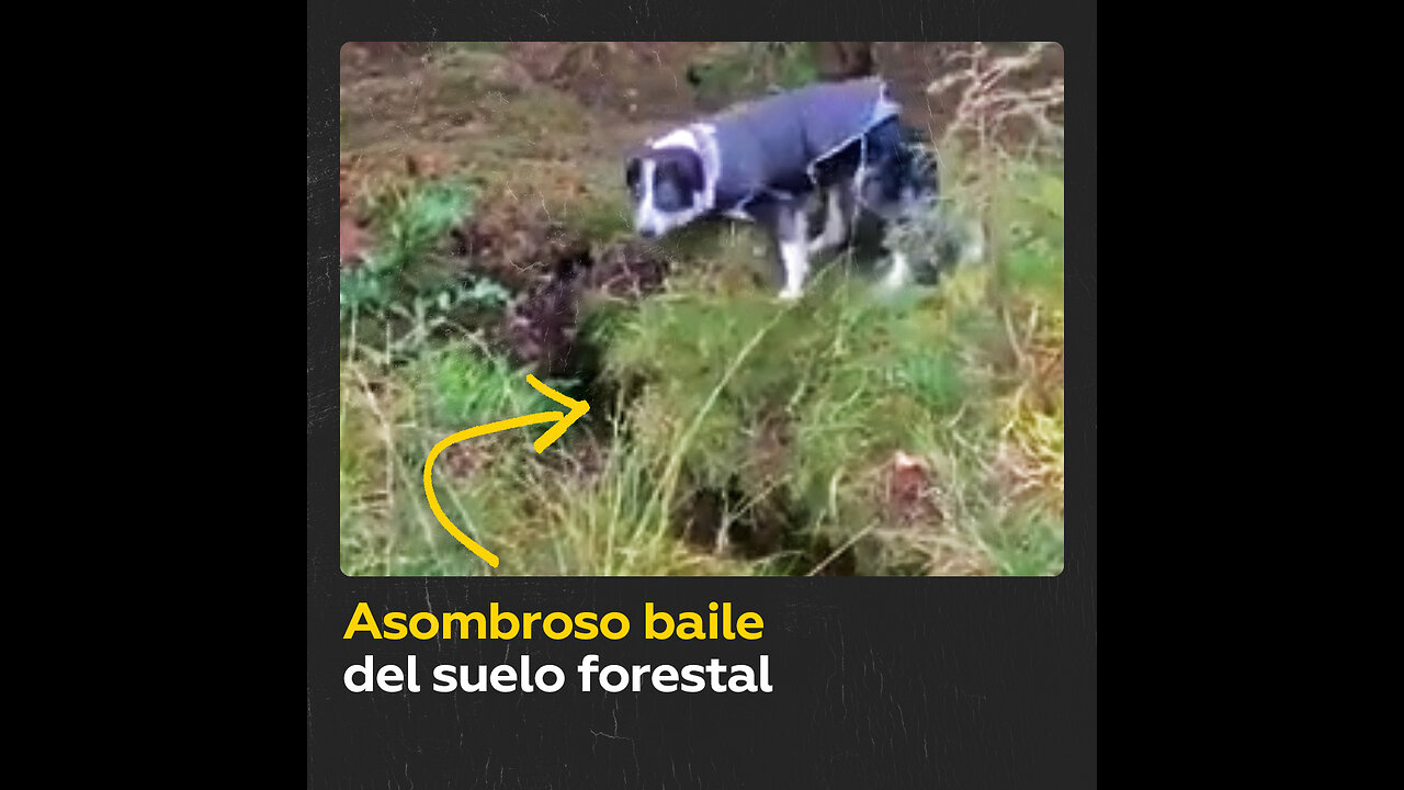 ¿Bosque o alfombra? Suelo forestal se mueve como si nada por una tormenta