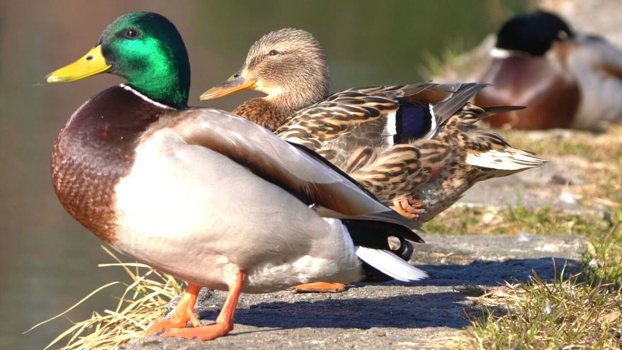 Mallard Ducks that Groom Together Stay Together