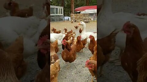 #goodmorning #chickens #freerange #layers #homesteading #homesteadlife #farm #farmlife #farmanimals