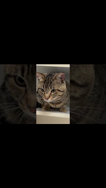 Kitty Cat in the cupboard.