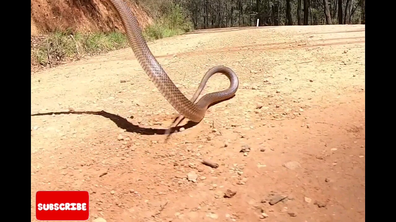 Omg*Brown*Cobra*Snakes immediately*in*the*air*🐍😱 (Original)