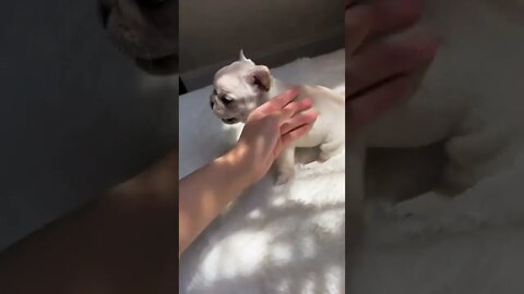 French Bulldog Don't touch it? Just touch it!