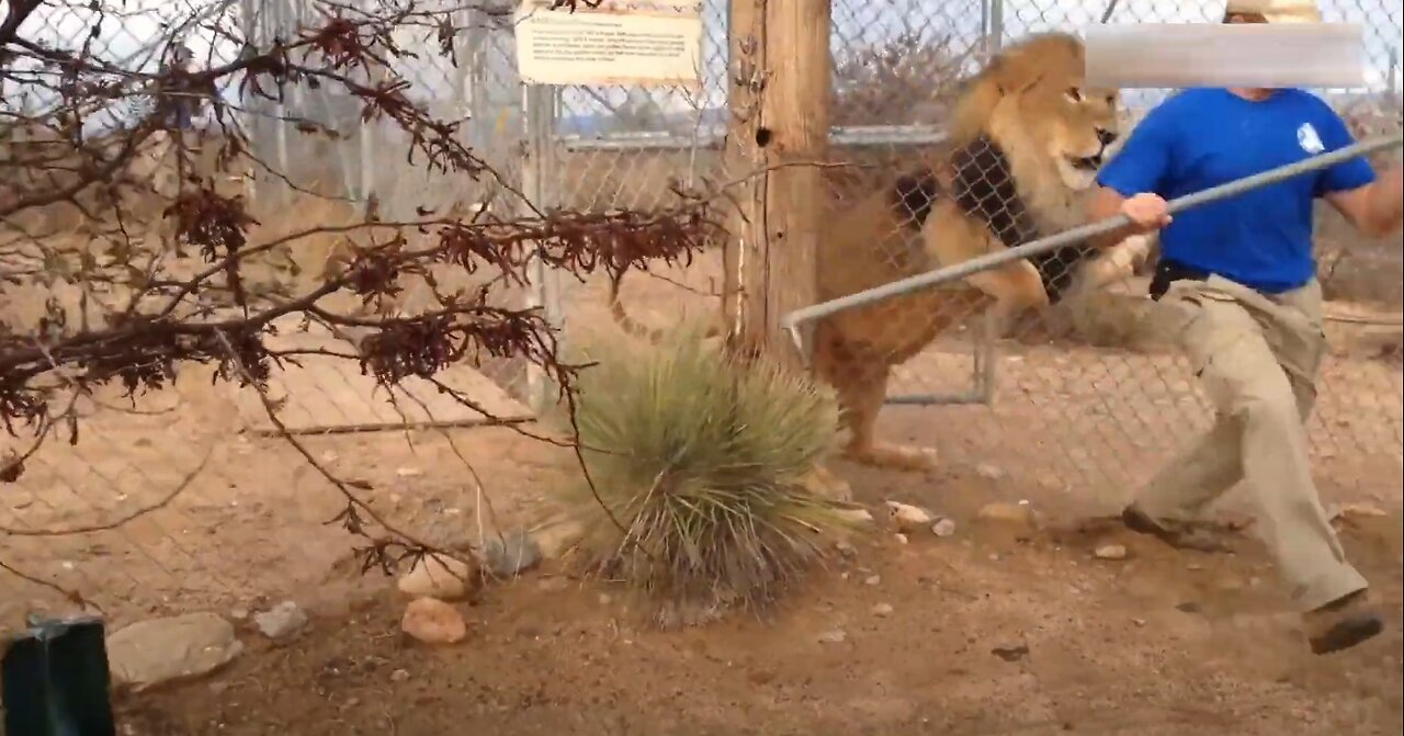 Scary encounter with a lion