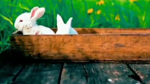 Funny 😂animal video.#funny animal