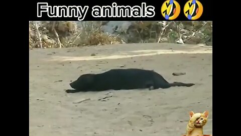 مقاطع قطط وكلاب مضحكة funny animals videos