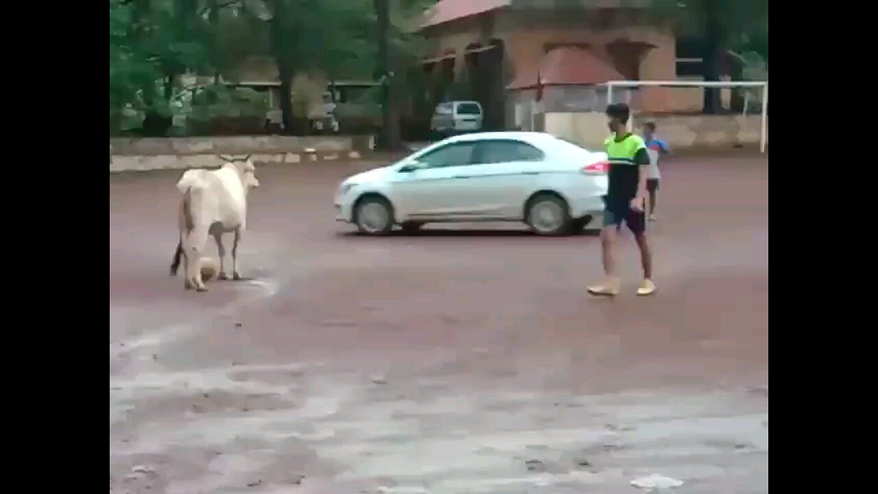 A cow is playing football