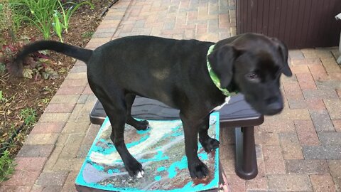 Our Dog Sample (Sample says Hello)