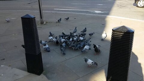 Coronavirus. London pidgeon feeding frenzy.