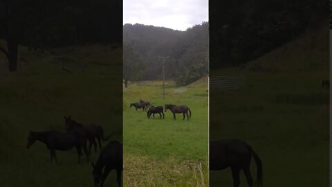 Colour coordinated herd.