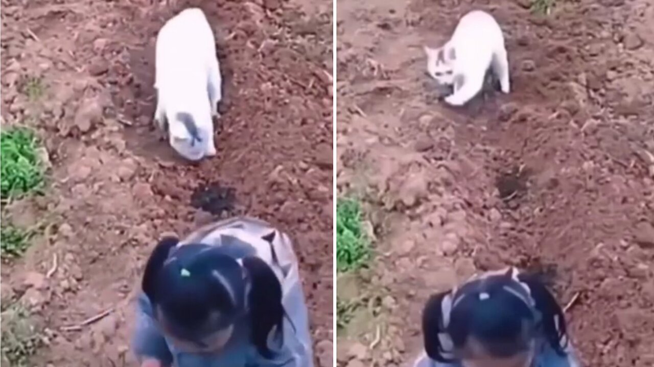 A cute cat is digging in the ground trying to pick vegetables as its owner does|