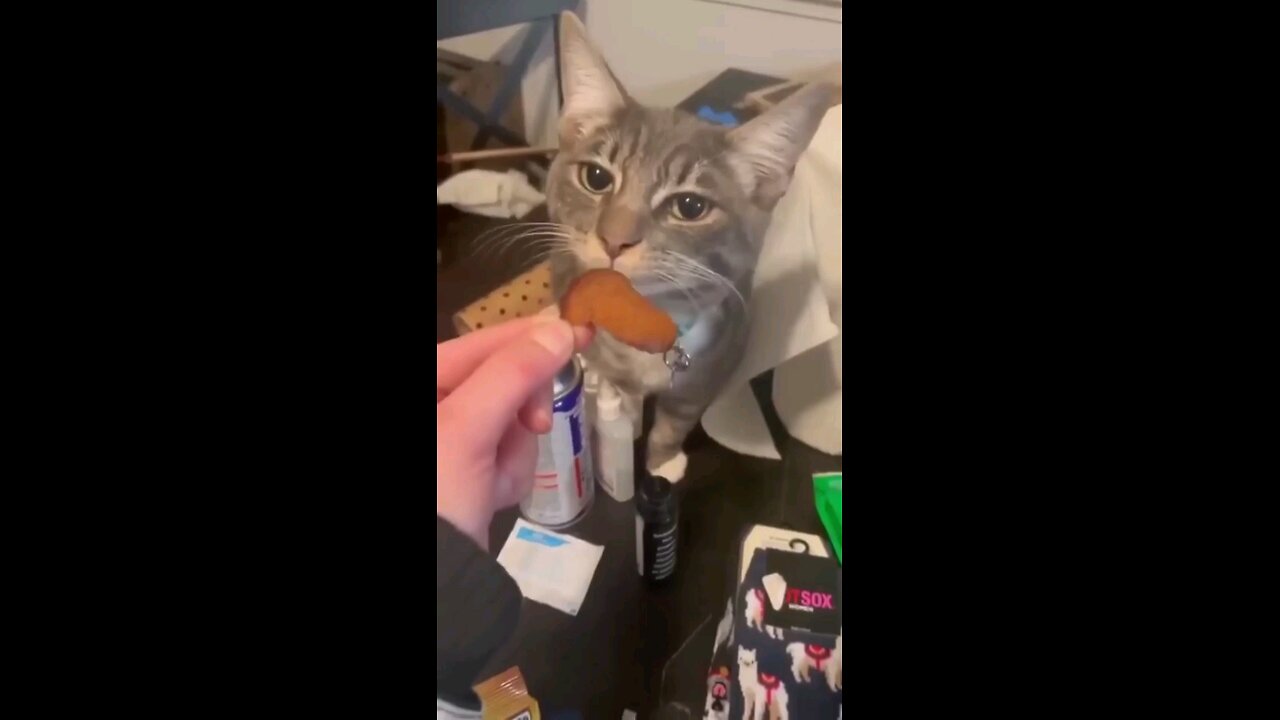 Funny Pet Video HILARIOUS!