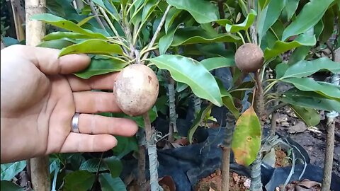 frutíferas produzindo em vaso sapoti Tanjo Cambucá framboesa atemoia carambola mel jabuticaba ...