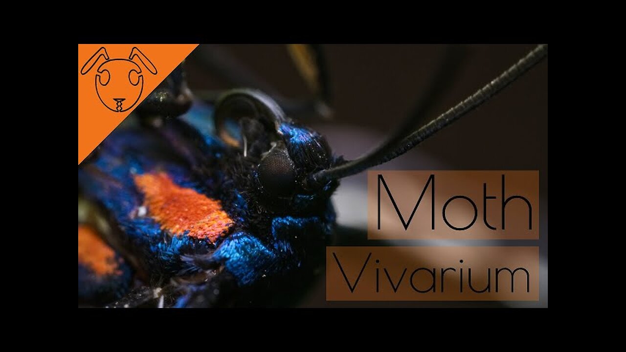 Moth Vivarium Build (Amata Mogadorensis)