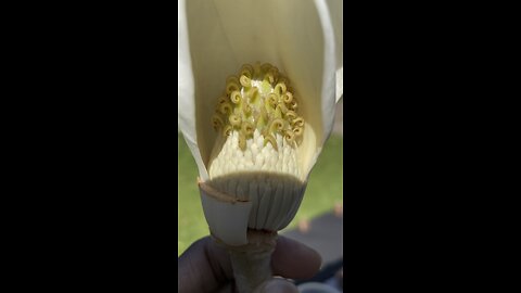 Inside Of A Magnolia Flower