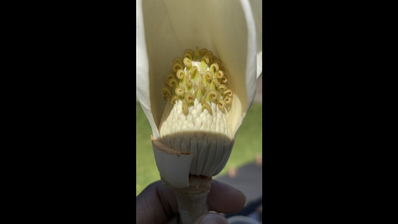 Inside Of A Magnolia Flower