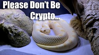 Alys Has Coccidia (A Western Hognose Video)