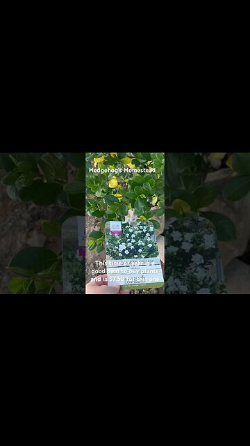 Good time of year to get a deal on a plant