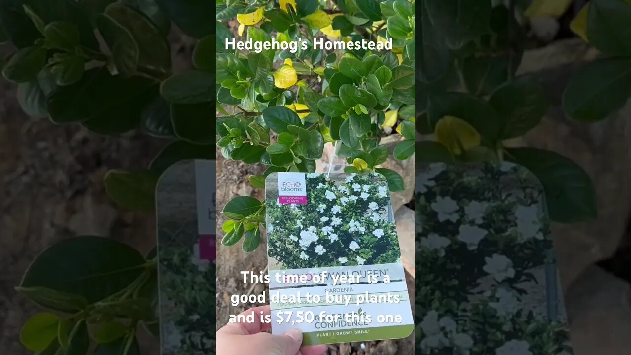 Good time of year to get a deal on a plant