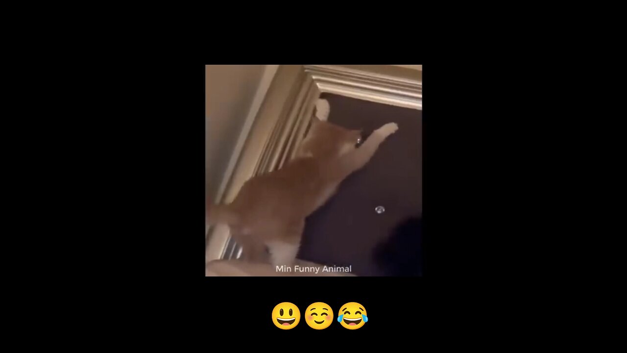 Cat 🐱 funny video.. #viral #cat #funny😂 #usa